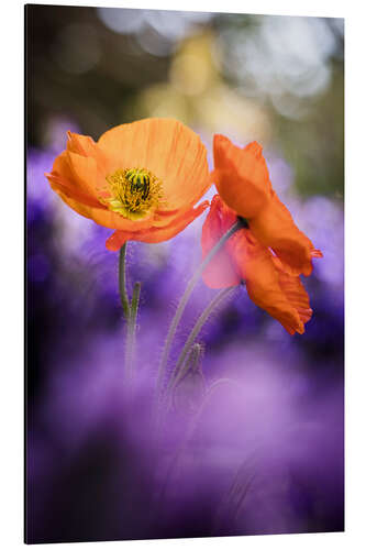 Tableau en aluminium Coquelicot coloré