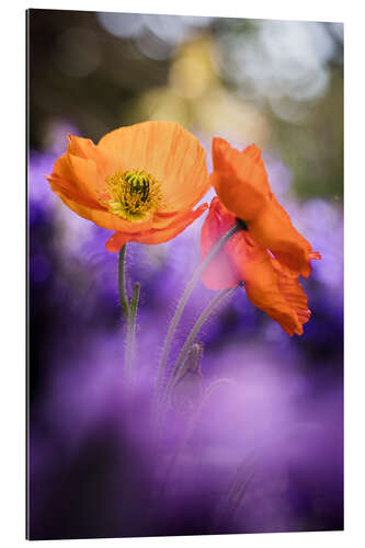 Gallery print Colorful Poppy