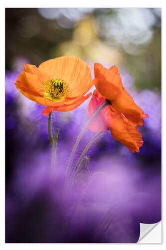 Selvklebende plakat Colorful Poppy