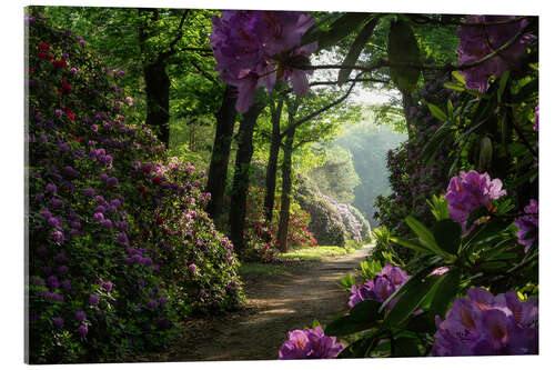 Acrylglas print Rhododendron path