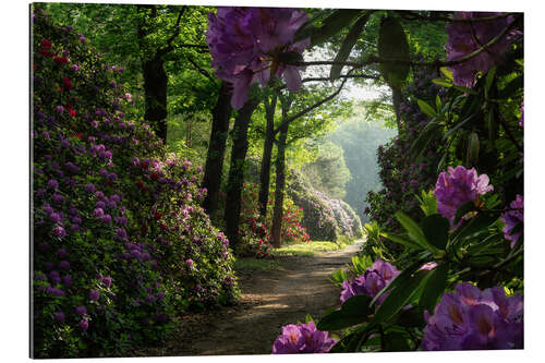 Gallery print Rhododendron path