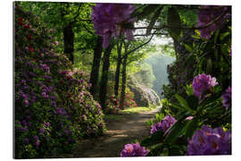 Gallery print Rhododendron path