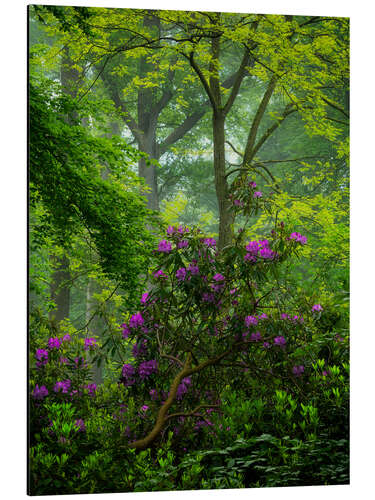 Alubild Rhododendren in einem grünen Wald