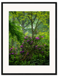 Ingelijste kunstdruk Rhododendrons in a green forest