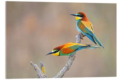 Obraz na szkle akrylowym Bee-eater