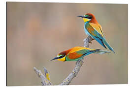 Aluminium print Bee-eater