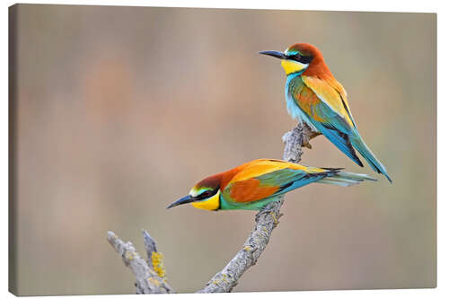 Canvas print Bee-eater