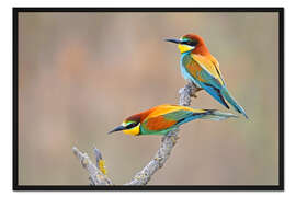 Gerahmter Kunstdruck Bienenfresser