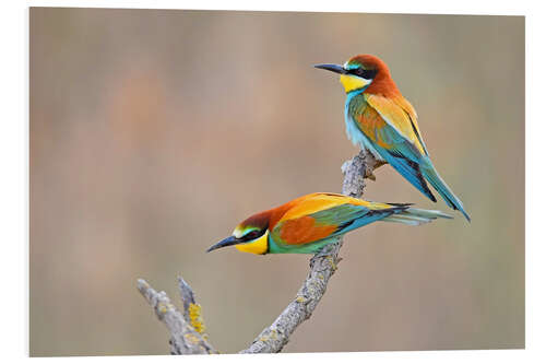 Foam board print Bee-eater