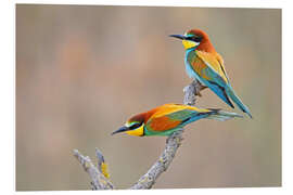 Foam board print Bee-eater