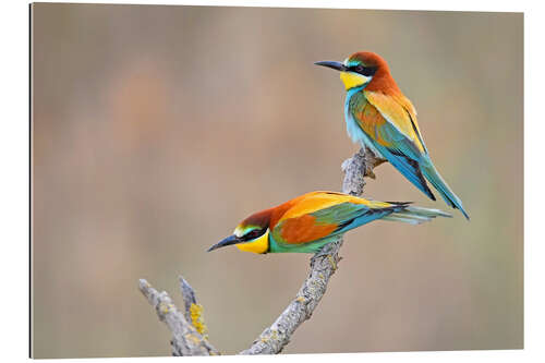 Galleriprint Bee-eater