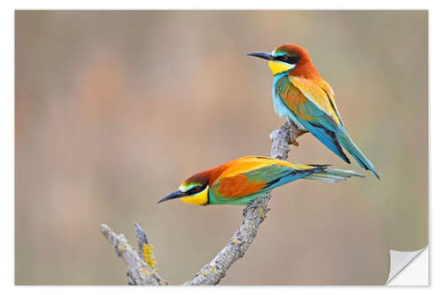 Självhäftande poster Bee-eater