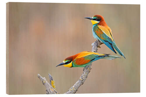 Wood print Bee-eater