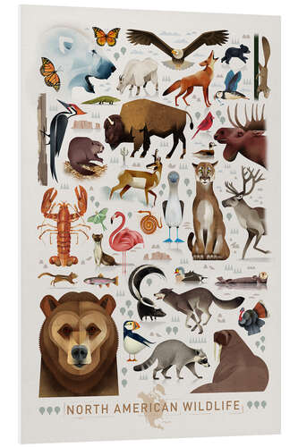 Foam board print North American Wildlife