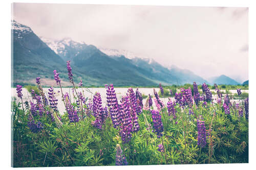 Tableau en verre acrylique Lupins en fleurs à Glenorchy