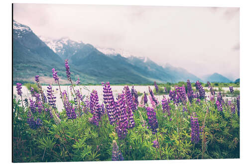 Alumiinitaulu Blooming lupins in Glenorchy