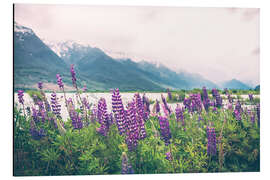 Aluminiumsbilde Blooming lupins in Glenorchy