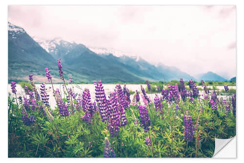 Selvklebende plakat Blooming lupins in Glenorchy