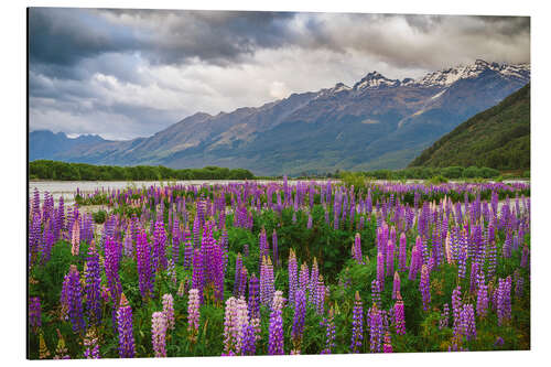 Aluminium print Blooming lupins in Glenorchy II