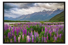 Gerahmter Kunstdruck Blühende Lupinen in Glenorchy II