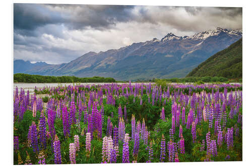 Foam board print Blooming lupins in Glenorchy II