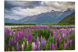 Gallery print Blooming lupins in Glenorchy II