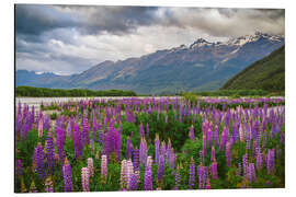 Magnettafel Blühende Lupinen in Glenorchy II