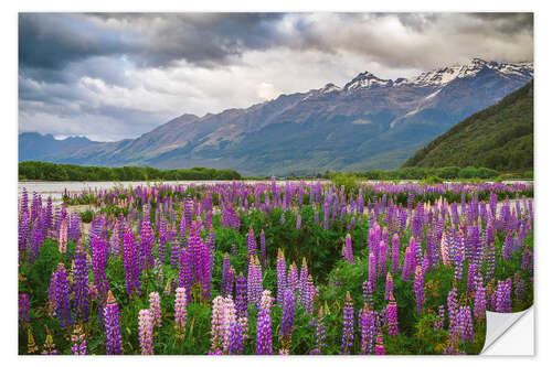 Wall sticker Blooming lupins in Glenorchy II