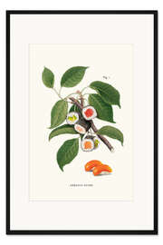 Gerahmter Kunstdruck Sushi-Pflanze