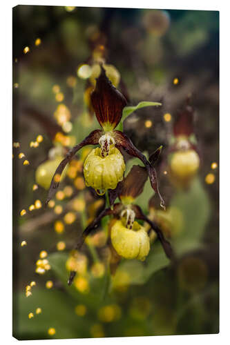 Canvas print Enchanted orchid, the lady's slipper