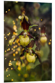 Foam board print Enchanted orchid, the lady's slipper