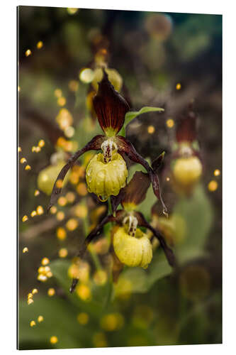 Galleriprint Enchanted orchid, the lady's slipper