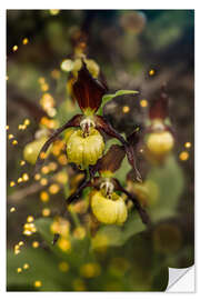 Naklejka na ścianę Enchanted orchid, the lady's slipper