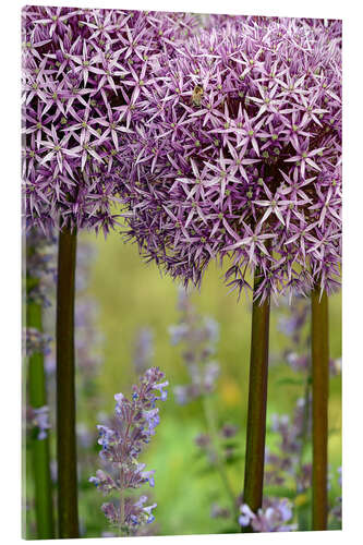 Acrylic print Purple Allium