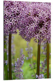 Tableau en aluminium Allium violet