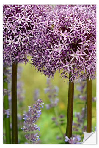 Sticker mural Allium violet