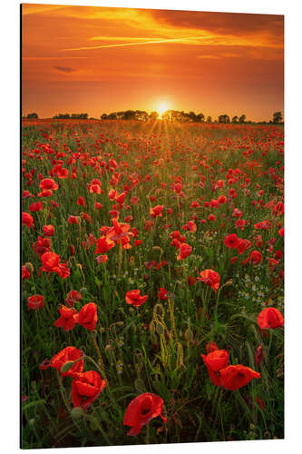 Alubild Mohnblumen bei Sonnenuntergang