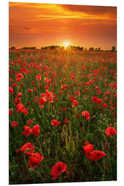 Tableau en PVC Coquelicots au coucher du soleil