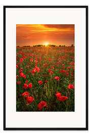Gerahmter Kunstdruck Mohnblumen bei Sonnenuntergang