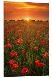 Gallery Print Mohnblumen bei Sonnenuntergang