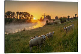 Gallery Print Nur ein paar Schafe bei Sonnenaufgang