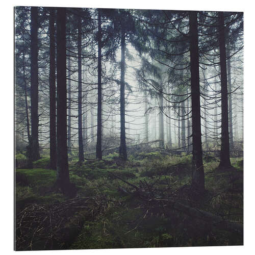 Tableau en plexi-alu À travers les arbres