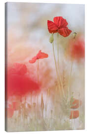 Canvas print Lovely Poppies - Bob Daalder
