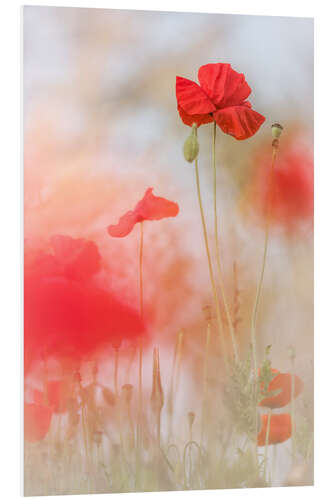 Foam board print Lovely Poppies