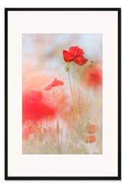 Gerahmter Kunstdruck Schöne Mohnblumen