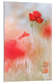 Tableau en plexi-alu Jolis coquelicots