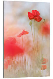 Magnettafel Schöne Mohnblumen