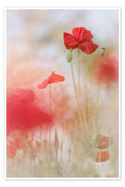 Obraz  Lovely Poppies - Bob Daalder