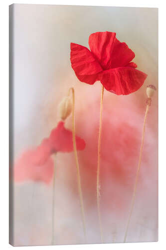 Tableau sur toile Joli coquelicot