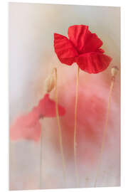 Foam board print Lovely Poppy